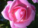 fleur07.jpg (27540 octets)