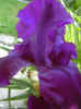 fleur10.jpg (32181 octets)