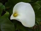fleur11.jpg (18639 octets)