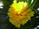fleur12.jpg (24894 octets)