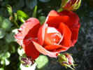 fleur14.jpg (35512 octets)