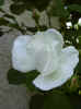 fleur15.jpg (23445 octets)