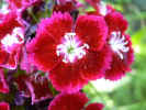 fleur16.jpg (35988 octets)