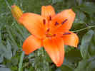 fleur17.jpg (34123 octets)