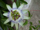 fleur18.jpg (36170 octets)