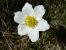fleur19.JPG (31133 octets)