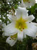 fleur20.jpg (36816 octets)