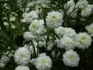 fleur21.jpg (38871 octets)