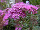 fleur22.jpg (48393 octets)
