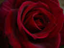 fleur23.jpg (19291 octets)