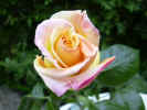 fleur24.jpg (27236 octets)