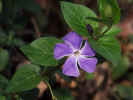 fleur25.jpg (28286 octets)