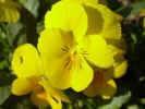 fleur26.JPG (24841 octets)