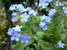fleur28.JPG (35719 octets)