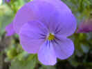 fleur29.JPG (21577 octets)