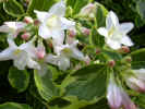 fleur30.JPG (39523 octets)