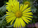 fleur31.JPG (35205 octets)