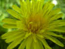 fleur33.JPG (27892 octets)