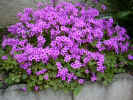 fleur34.JPG (67249 octets)