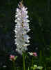 fleur35.JPG (28807 octets)