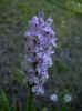 fleur36.JPG (25767 octets)