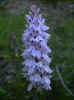 fleur37.JPG (29535 octets)