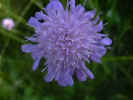 fleur38.JPG (24999 octets)