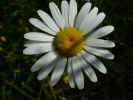 fleur39.JPG (28799 octets)