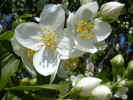fleur40.JPG (37870 octets)