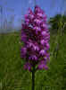 fleur41.JPG (37552 octets)