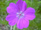 fleur42.JPG (25188 octets)