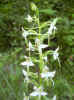 fleur43.JPG (35400 octets)