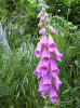 fleur44.JPG (62208 octets)