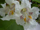 fleur45.JPG (29273 octets)