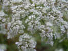 fleur46.JPG (41208 octets)
