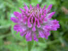 fleur47.JPG (28395 octets)