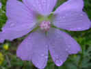 fleur48.JPG (28607 octets)