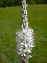 fleur84.JPG (35681 octets)