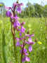 fleur85.JPG (43267 octets)