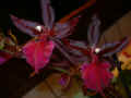 odontoglossum