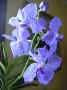 Vanda