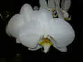 Phanaelopsis