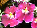 Miltoniopsis