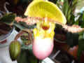 Sabot de Venus