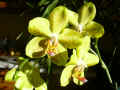 Phanaelopsis