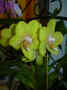 Phanealopsis