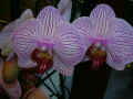 Phanealopsis