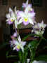 Cattleya