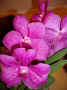 Vanda