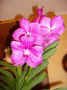 Vanda